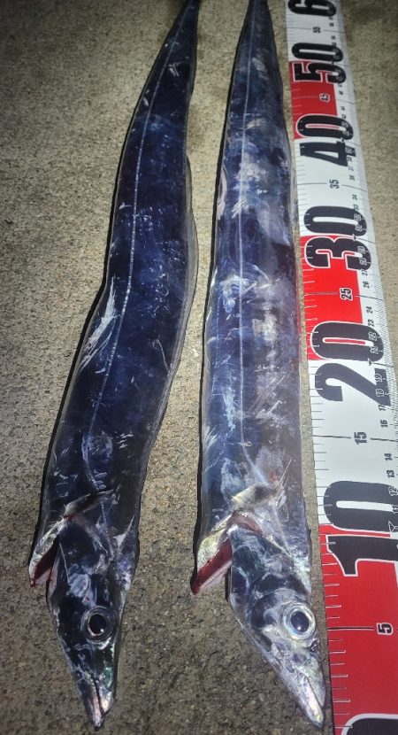 連日の春タチウオresearch