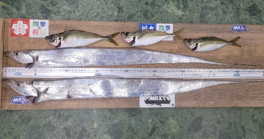 3度目になる春の太刀魚チャレンジ