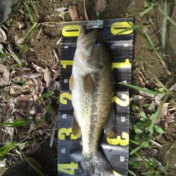 パワーフィネスとサカマタで3本