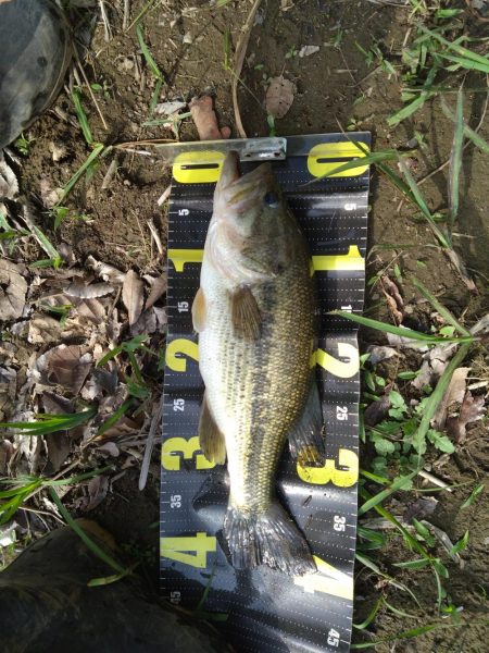 パワーフィネスとサカマタで3本