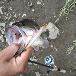 ジャークベイトで2匹