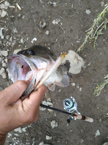 ジャークベイトで2匹