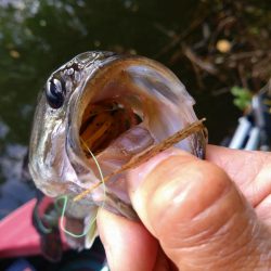 パワーフィネスで50up