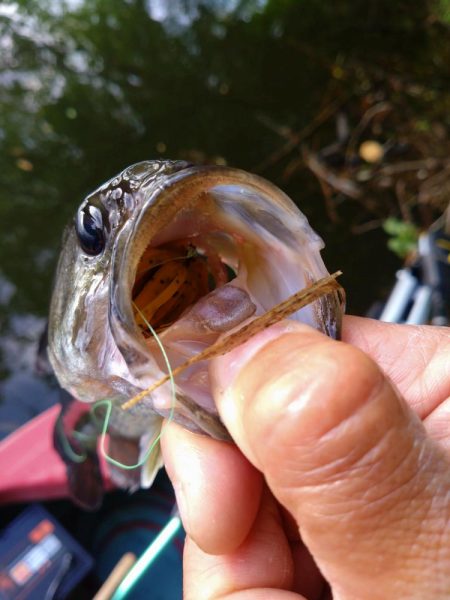 パワーフィネスで50up