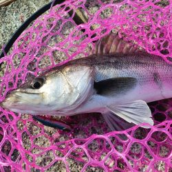 久しぶりのシーバス釣行