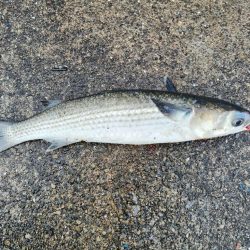 湧きまくるあいつが釣れちまった
