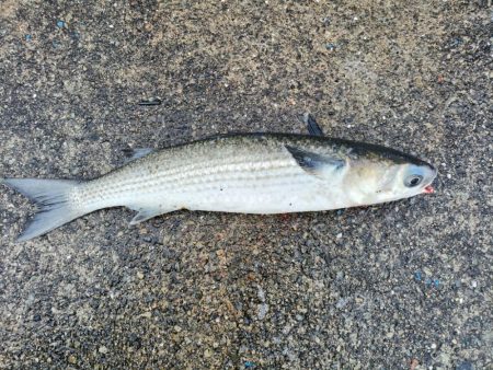 湧きまくるあいつが釣れちまった