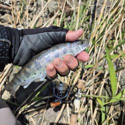 放流翌日昼からやけど結構出ましたよ