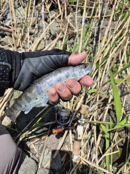 放流翌日昼からやけど結構出ましたよ