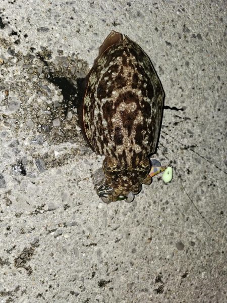 コウイカ釣り