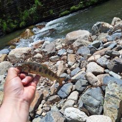 管理釣り場(アマゴ釣り)