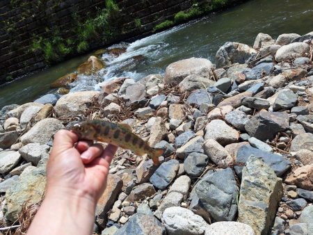 管理釣り場(アマゴ釣り)