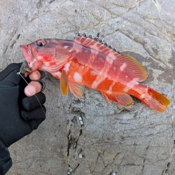 陸っぱり釣行記