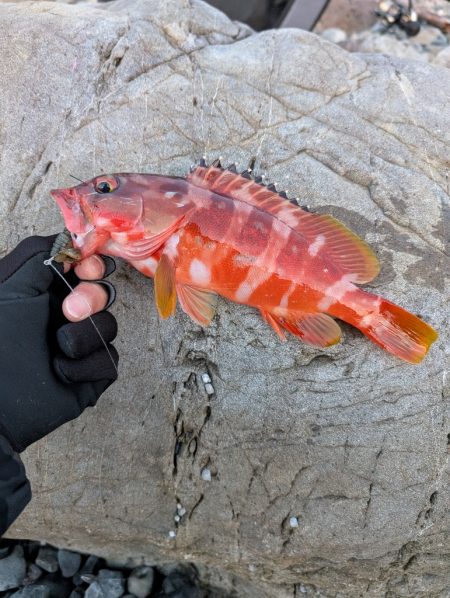 陸っぱり釣行記