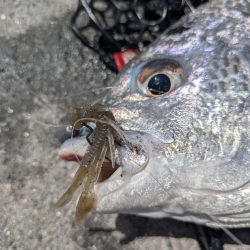 4月ファーストフィッシュ！