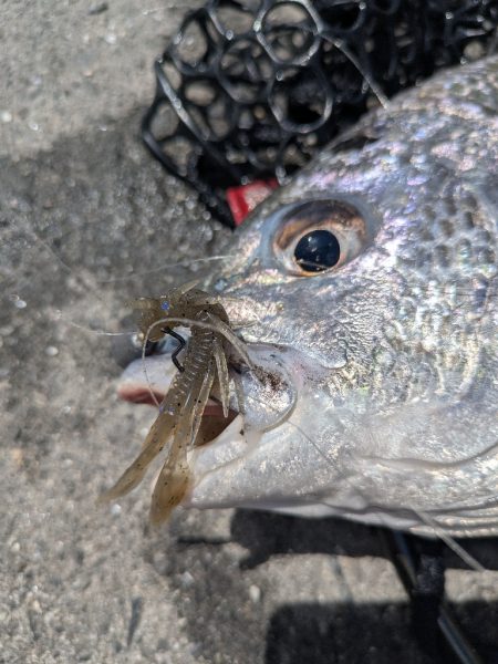 4月ファーストフィッシュ！