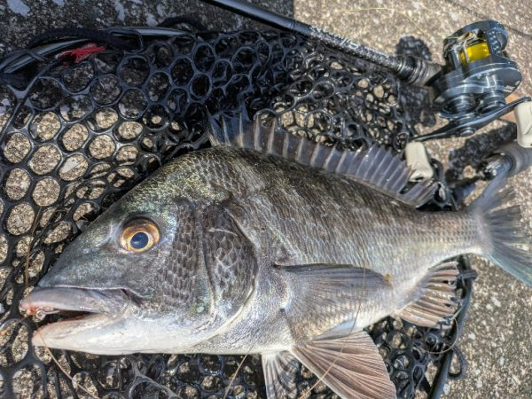 寄りみチニング