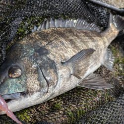 軽量ジグヘッドチニング