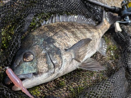 軽量ジグヘッドチニング