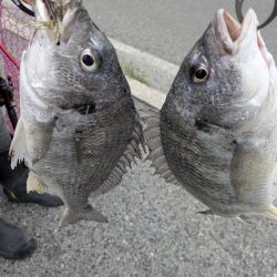 広島海チニング開拓行脚