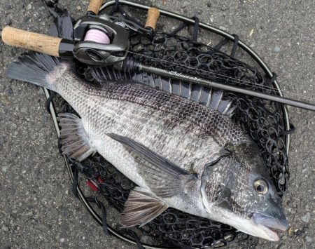 春爆継続広島チニング！