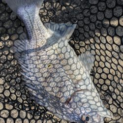 夜勤明けチニング