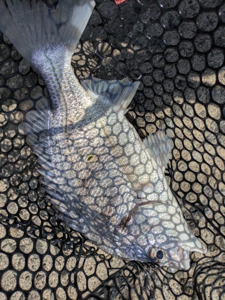 夜勤明けチニング