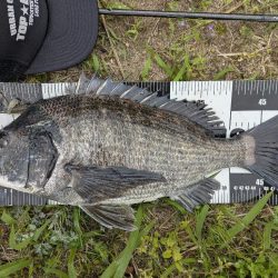 広島チニング〜トップ、敷石、年無し〜