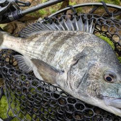 チニング&ライトロック&デイメバリング