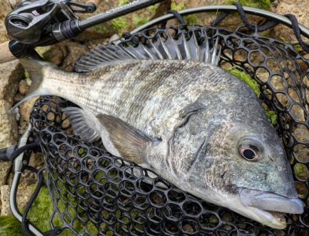 チニング&ライトロック&デ…