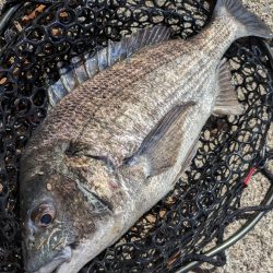 黒瀬川でチニング