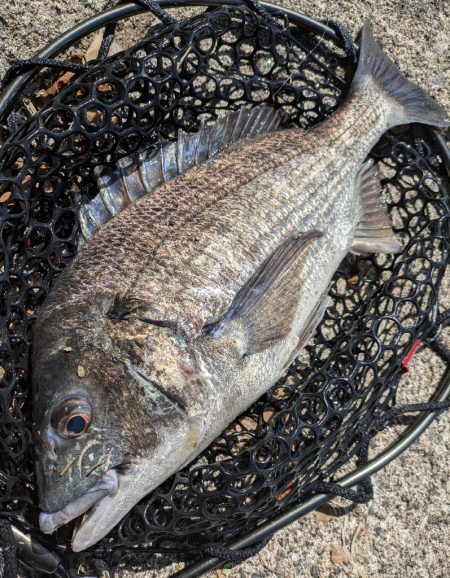 黒瀬川でチニング