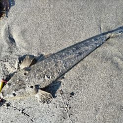 マゴチが釣れました!