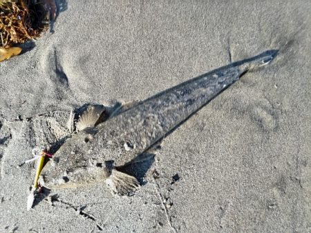 マゴチが釣れました!