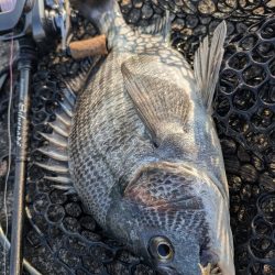 広島チニング春爆!