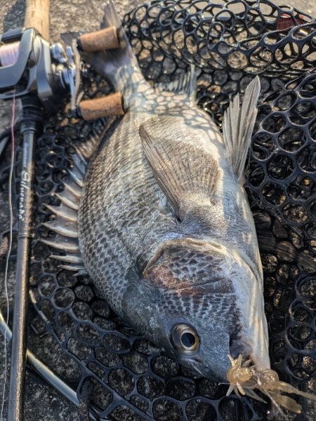 広島チニング春爆!