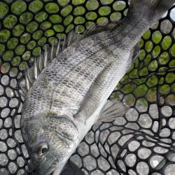 雨中ドSチニング！