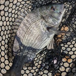 超短時間広島チニング