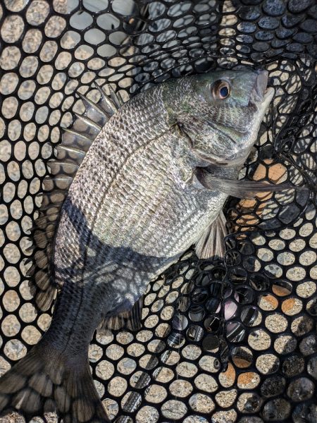 超短時間広島チニング