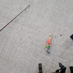 タコがまだ渋い