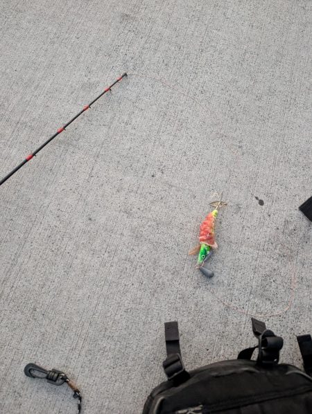 タコがまだ渋い