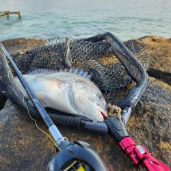 海エリアチニング