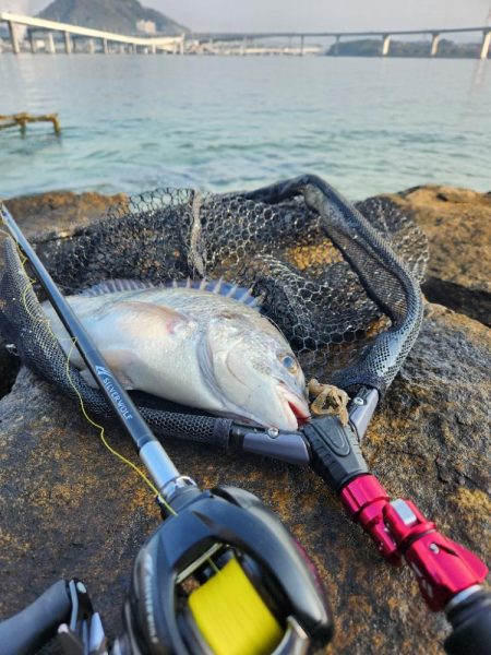 海エリアチニング