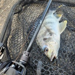 シルバーウルフEX80　初陣