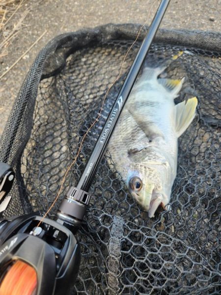 シルバーウルフEX80　初陣