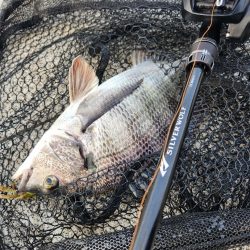 しごおわチニング