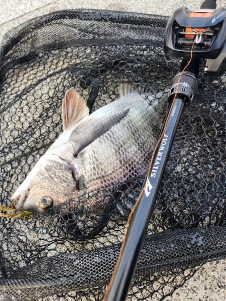 しごおわチニング