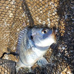 短時間チニング