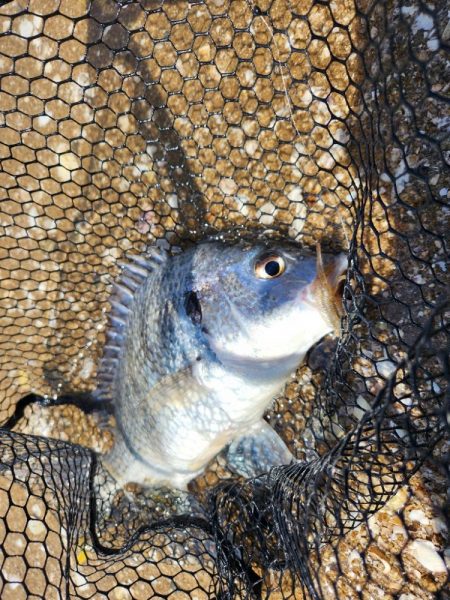 短時間チニング