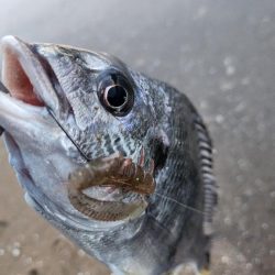 しごおわチニング!